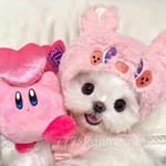 Avatar of Hania Malik